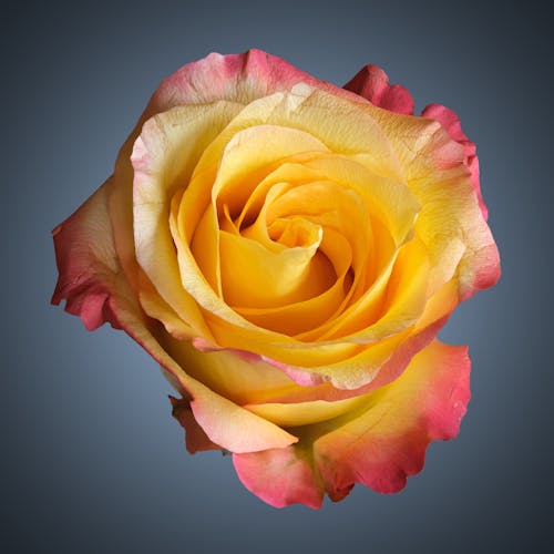 Free stock photo of rose, yellow Stock Photo