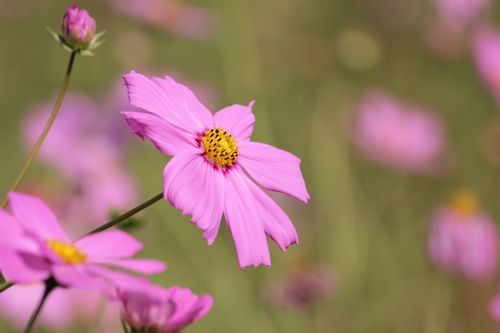 Free Captivating close-up of pink Cosmos flowers with a natural blurred background. Stock Photo