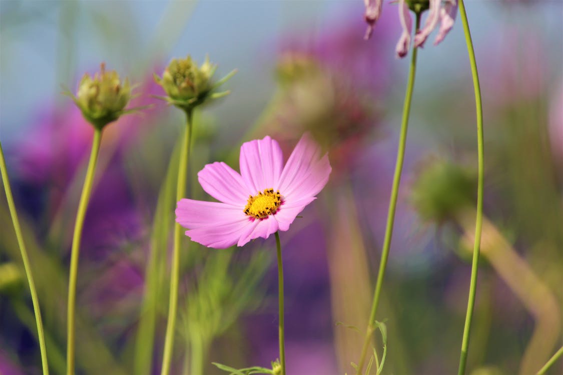 Shallow Focus Photography of Pink Flower