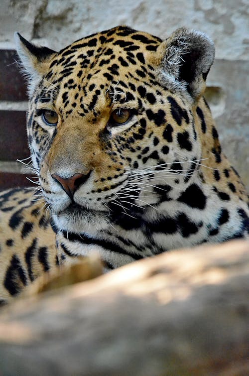 Close-up Photo of a Leopard
