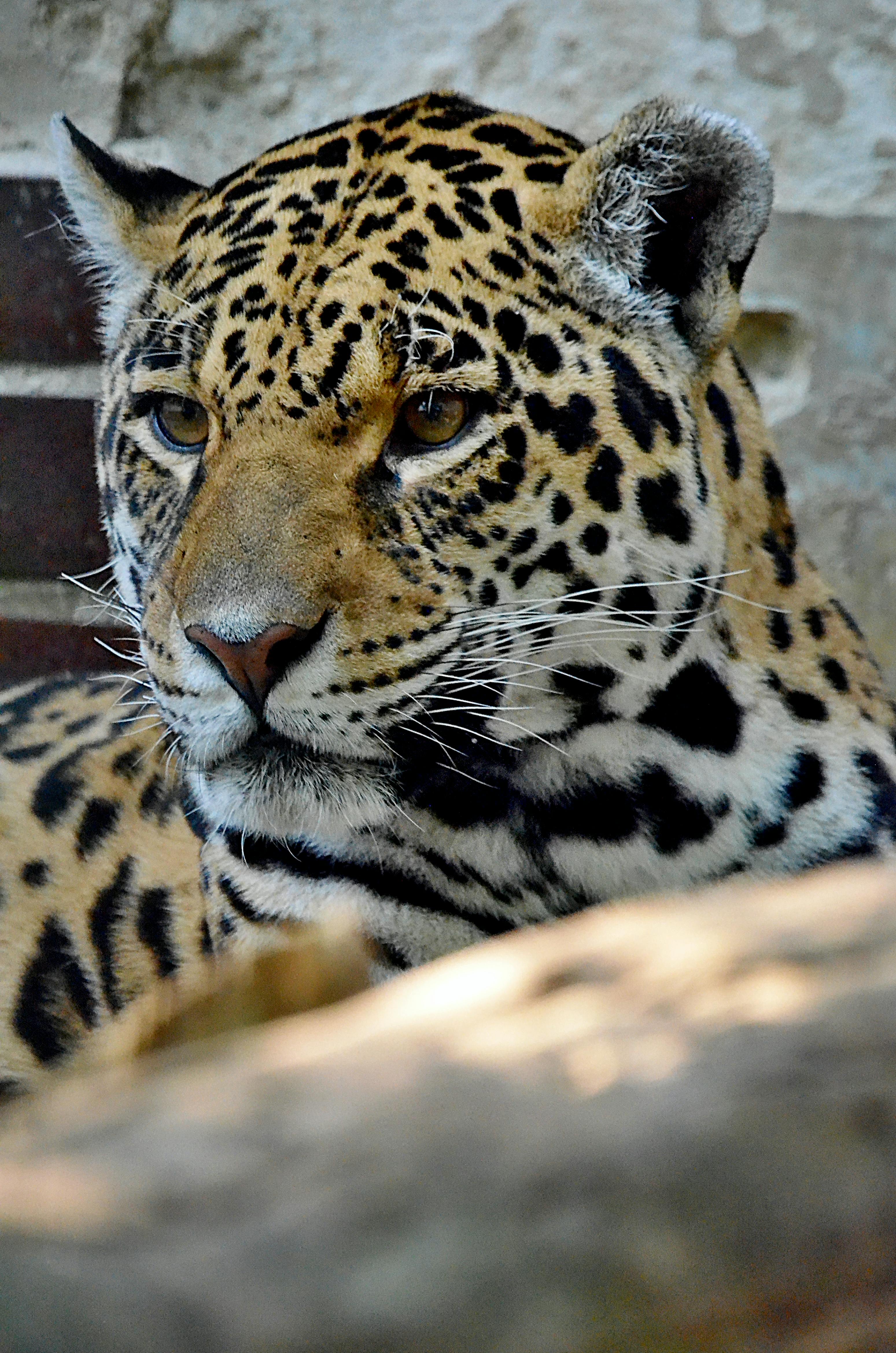 Leopard Sitting on Green Grass · Free Stock Photo