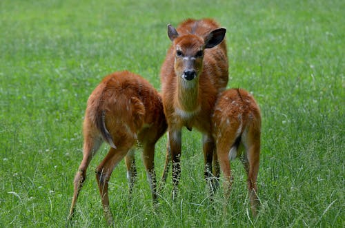 Deers on a Grassy Field