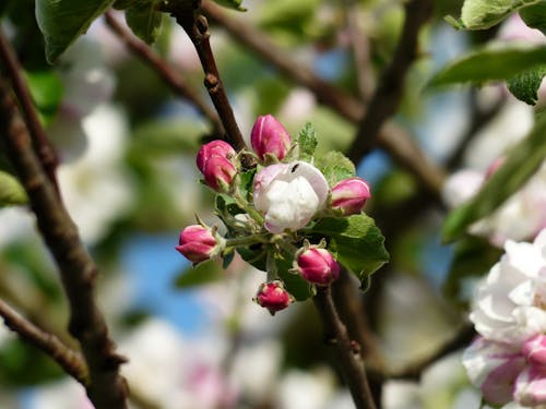 Hoa Trắng Và đỏ Bên Cạnh Lá Trong Nhiếp ảnh Bokeh