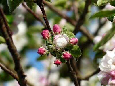 Apple Tree Photos, Download The BEST Free Apple Tree Stock Photos & HD ...