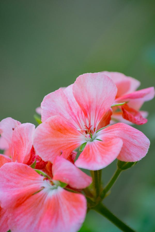 Closeup of delicate blooming pelargonium flowers with pink petals growing on green stem in forest on blurred background on summer day