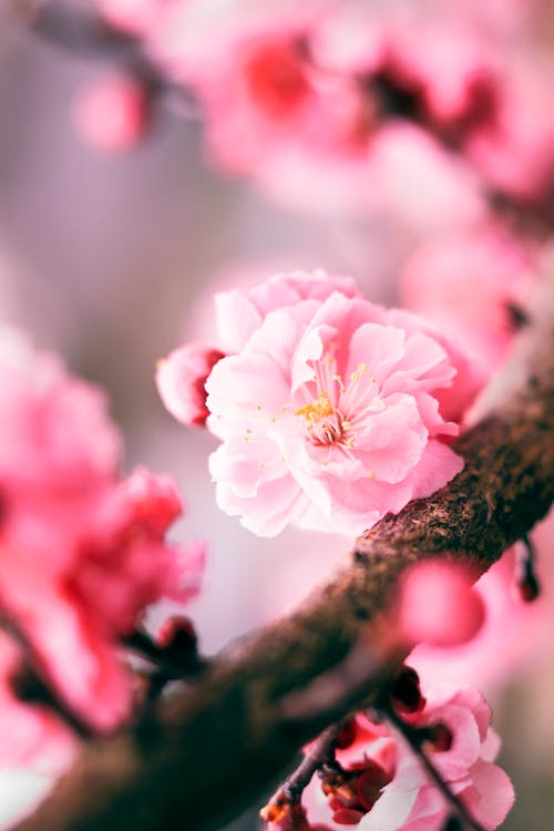 Closeup of thin twig of tree with delicate flower with pink petals growing in garden in summer