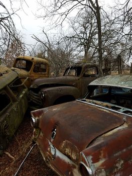 A collection of rusty vintage cars left in a wooded area under bare trees.