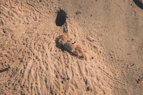 Foto profissional grátis de animais selvagens, animal, areia