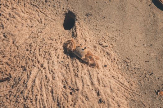 A small crab on a sandy beach near its burrow, showcasing nature and wildlife.