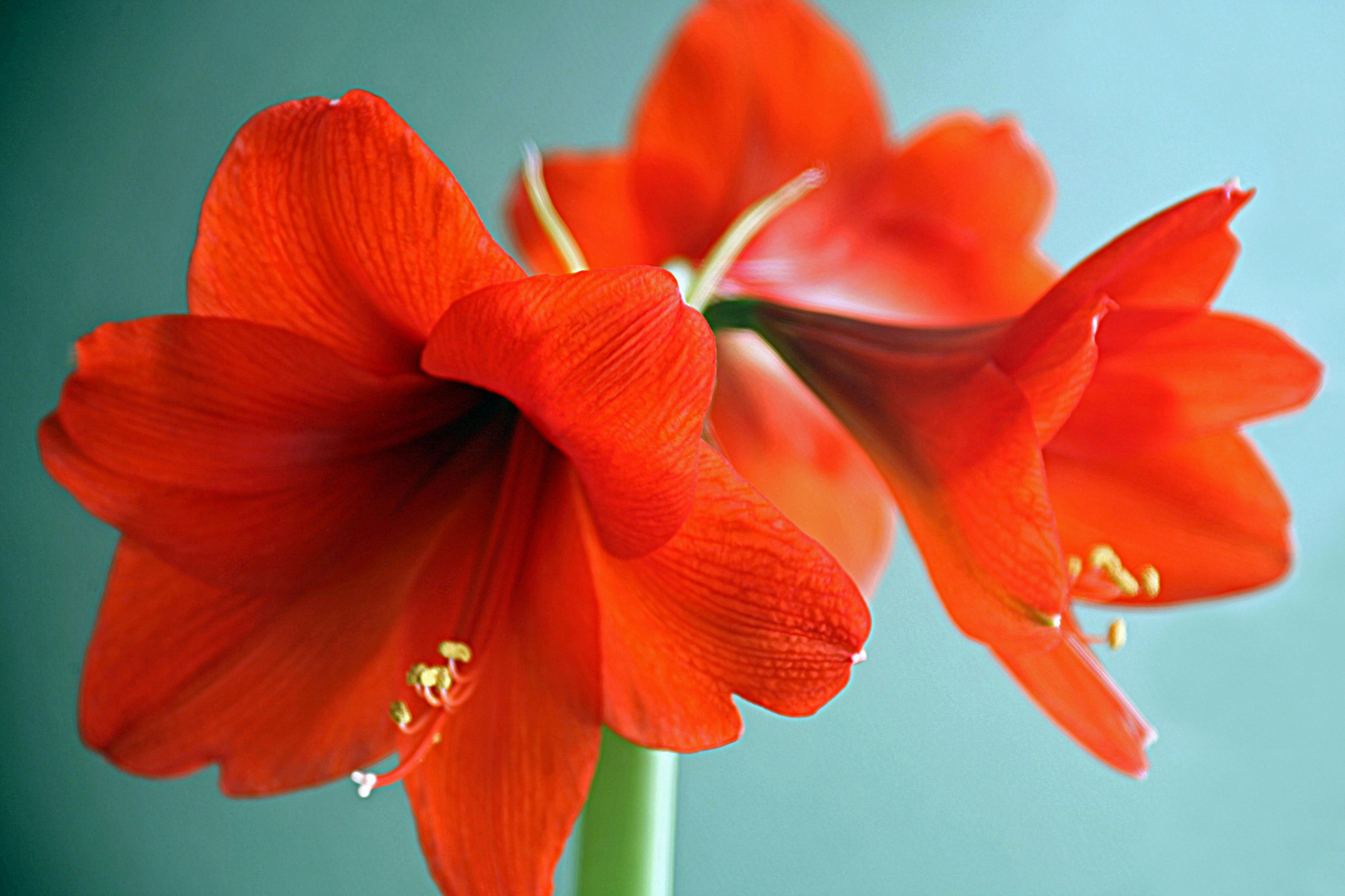 Amaryllis Flower Hd Images | Best Flower Site