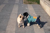 Two Dogs Starting A Friendship