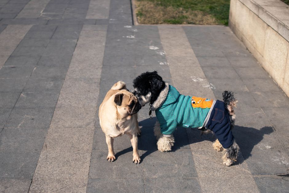How to Introduce a Puppy to Other Dogs (the Neutral-Territory Protocol)