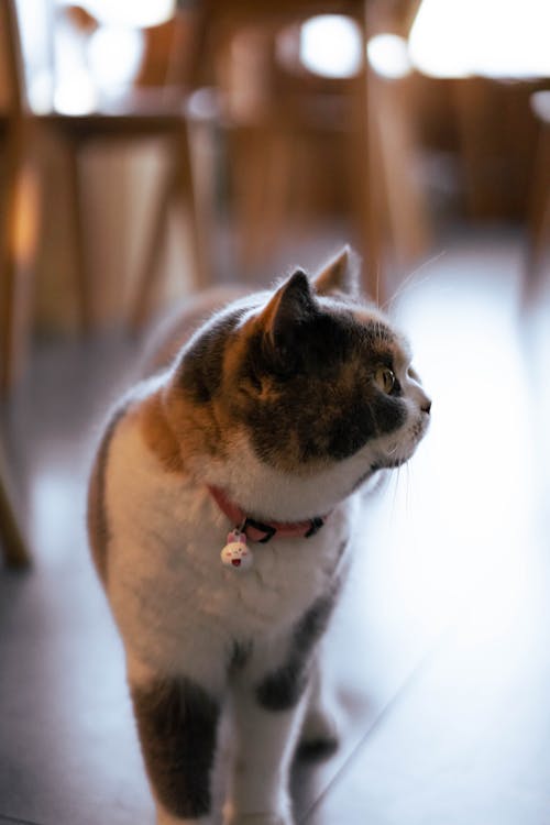 бесплатная Бесплатное стоковое фото с домашний, животное, котенок Стоковое фото
