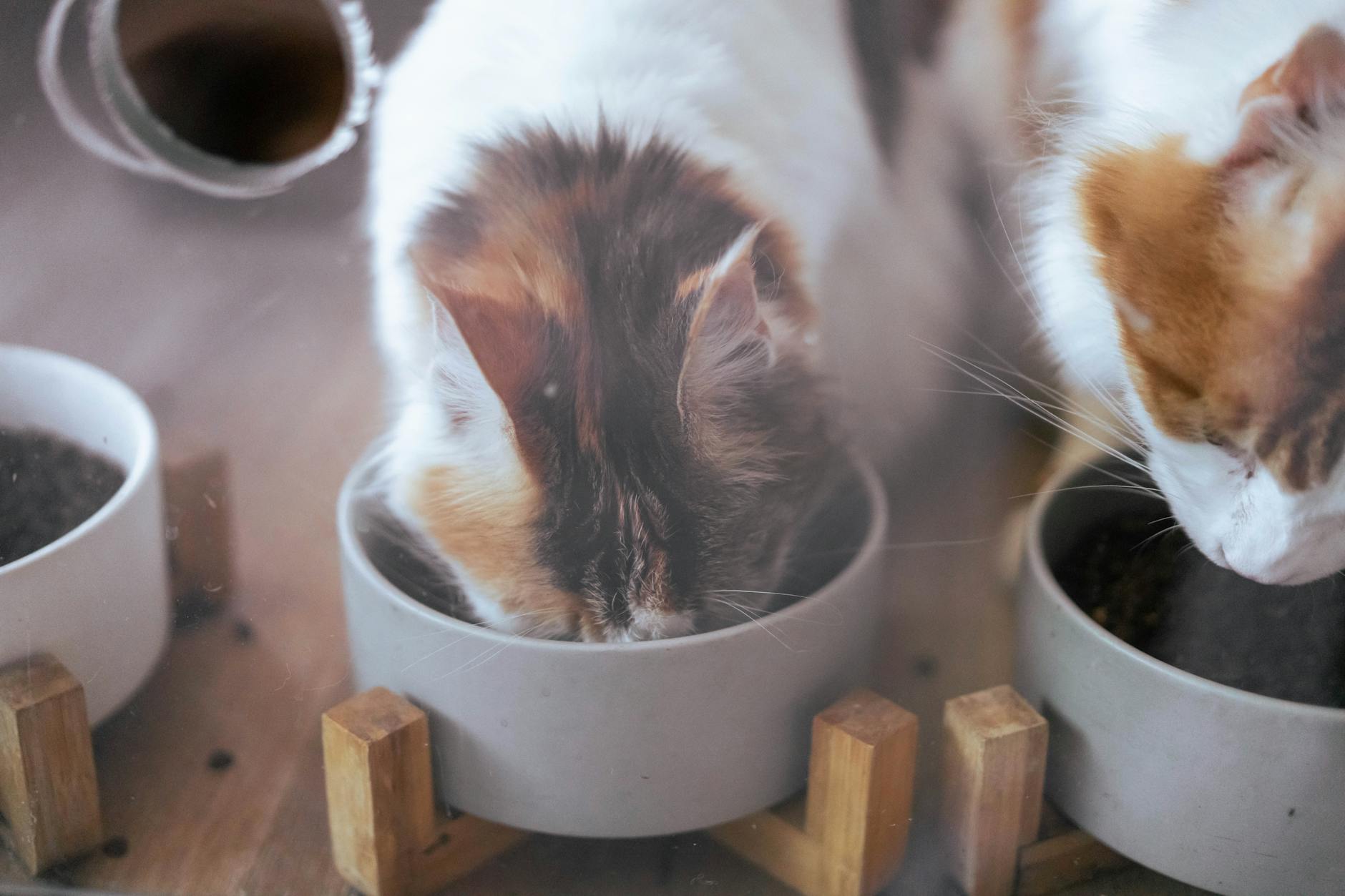 cat eating from a bowl of raw food