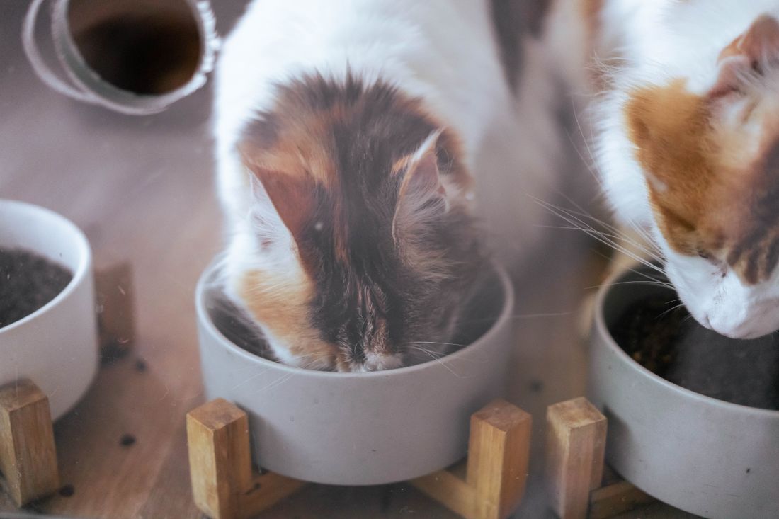 Evde ayrı mama kaplarından yemek yiyen iki kedi