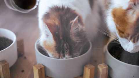 Dry Food for Kittens: Growth, Calories and Feeding Practicalities