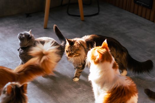 A charming scene of playful domestic cats enjoying their time indoors.