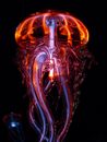 Red Jelly Fish
