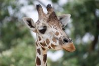 Brown Giraffe in Close Up Photography
