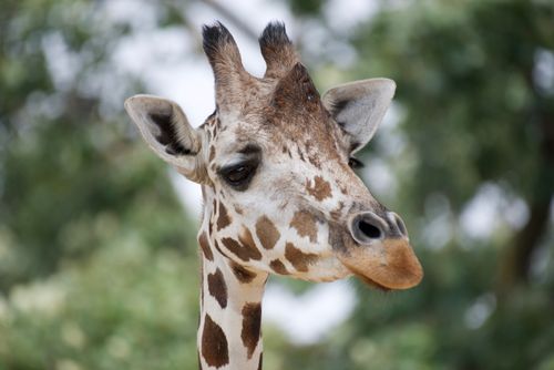Free Detailed close-up of a giraffe's head, showcasing its unique patterns at Saint Paul Zoo. Stock Photo