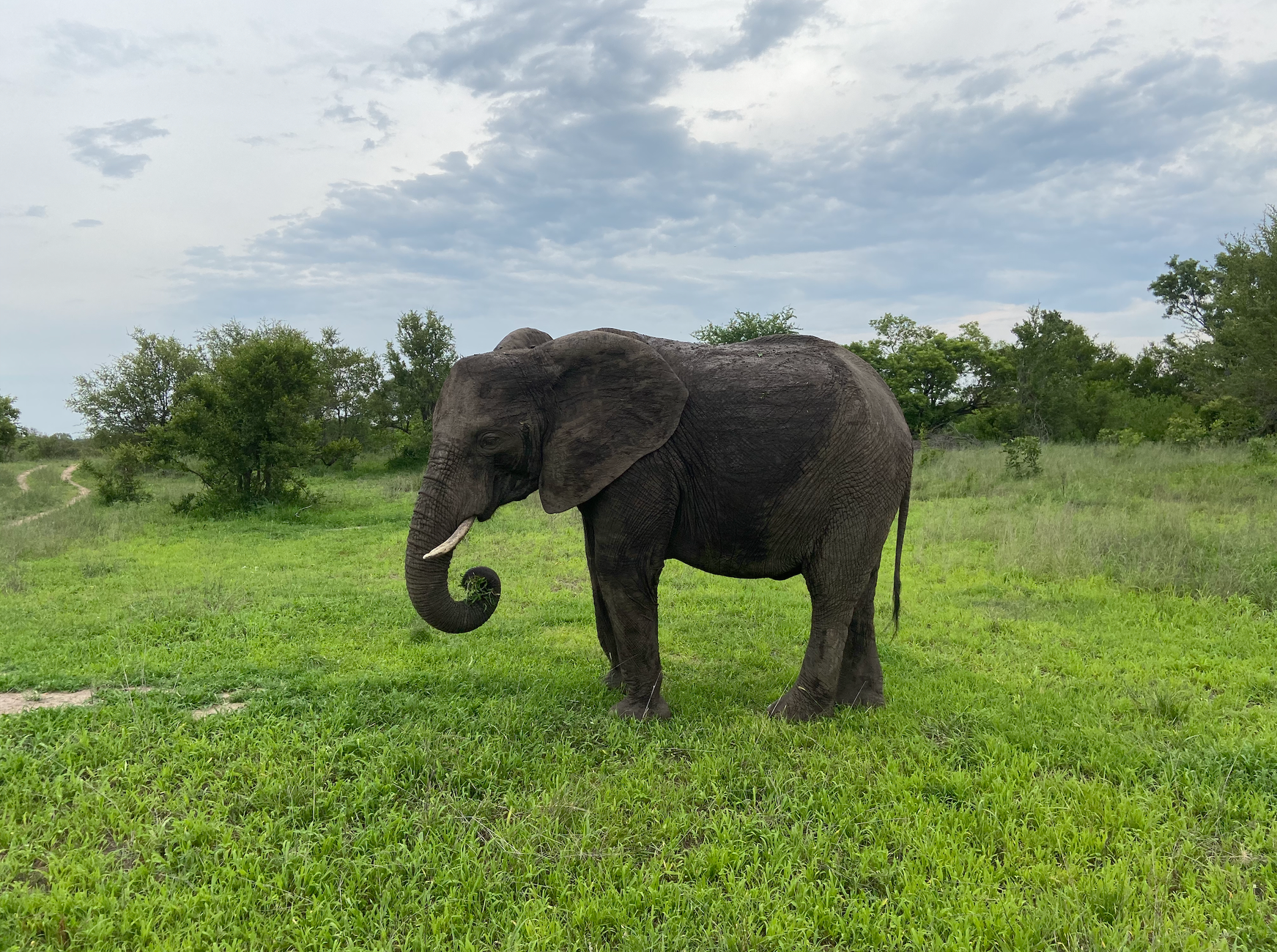 African elephant standing in lush green field in South Africa, showcasing natural wildlife beauty.