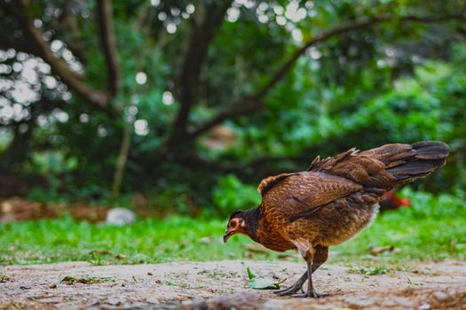 Red jungle fowl on rough terrain in countryside