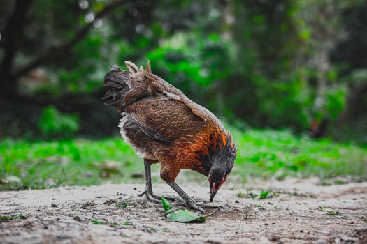 Red jungle fowl looking for food on terrain in farmyard