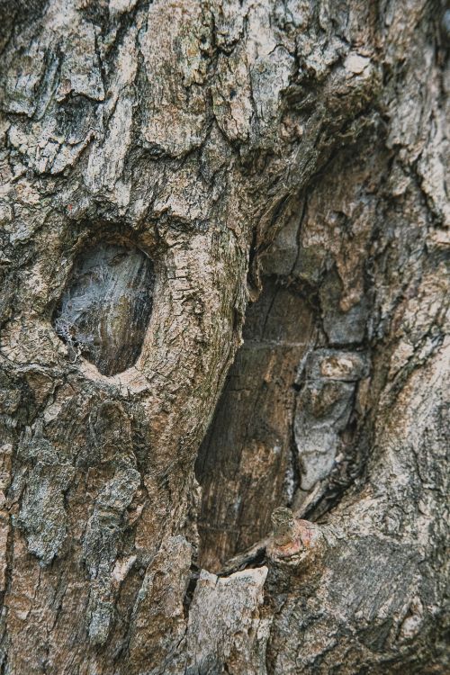 Free Textured backdrop of aged tree trunk with dry uneven bark and dense structure in daytime Stock Photo