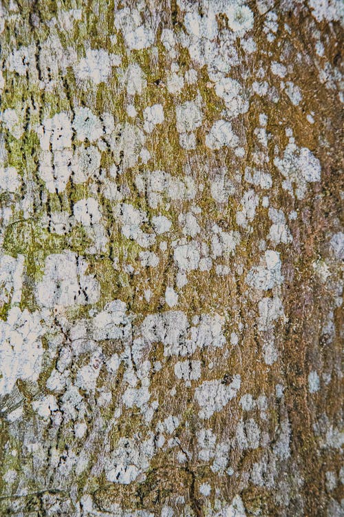 Free Textured backdrop of aged tree trunk with white lichen blots on dry rough bark in daylight Stock Photo