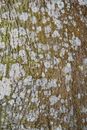 Textured backdrop of aged tree trunk with white lichen blots on dry rough bark in daylight
