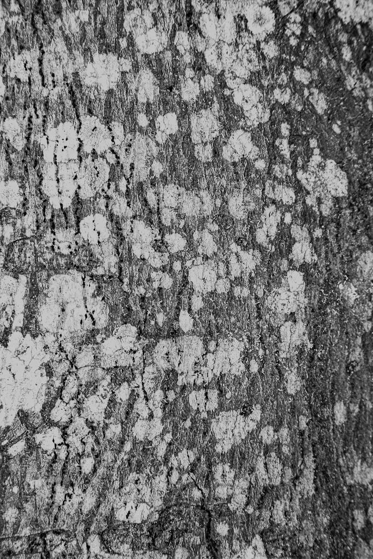 Backdrop Of Old Tree Trunk With Lichen Spots