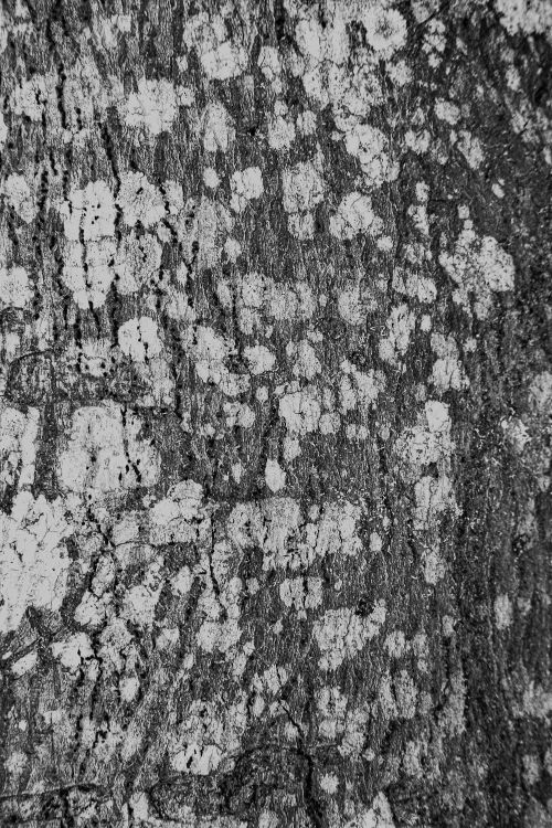 Free Black and white of textured background representing aged tree trunk with blots on rough bark Stock Photo