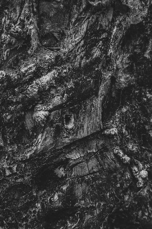 Black and white of textured backdrop representing old tree trunk with rough uneven bark in daytime