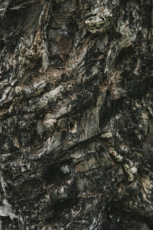 Background of aged tree trunk with rugged bark