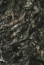 Background of aged tree trunk with rugged bark