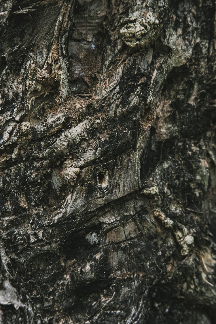 Background Of Aged Tree Trunk With Rugged Bark