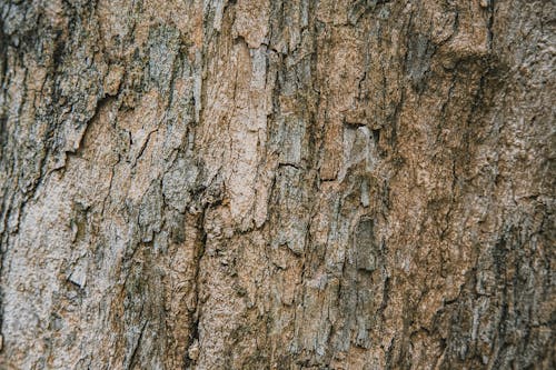 Free Textured backdrop of aged tree trunk with rough irregular surface and dense structure in daytime Stock Photo