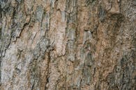 Textured background of old tree with rugged bark