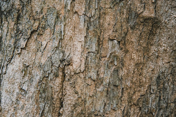 Textured Background Of Old Tree With Rugged Bark