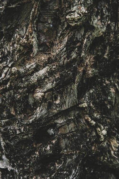Textured background of aged tree trunk with spots on uneven bark with dense structure in daytime