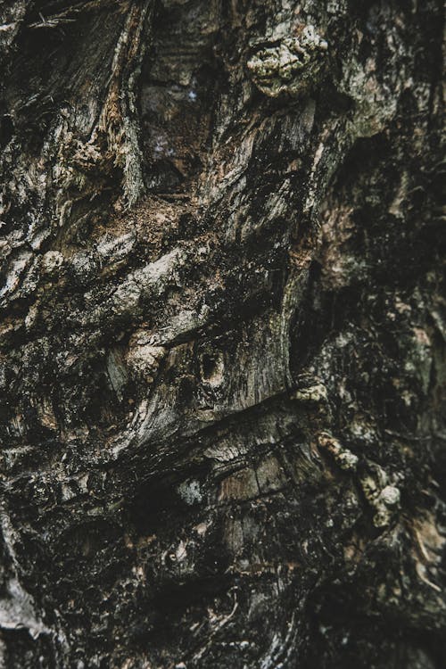 Textured background of aged tree trunk with spots on uneven bark with dense structure in daytime