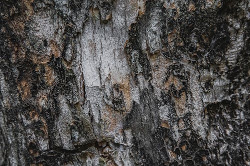 Backdrop of aged tree trunk with dry bark