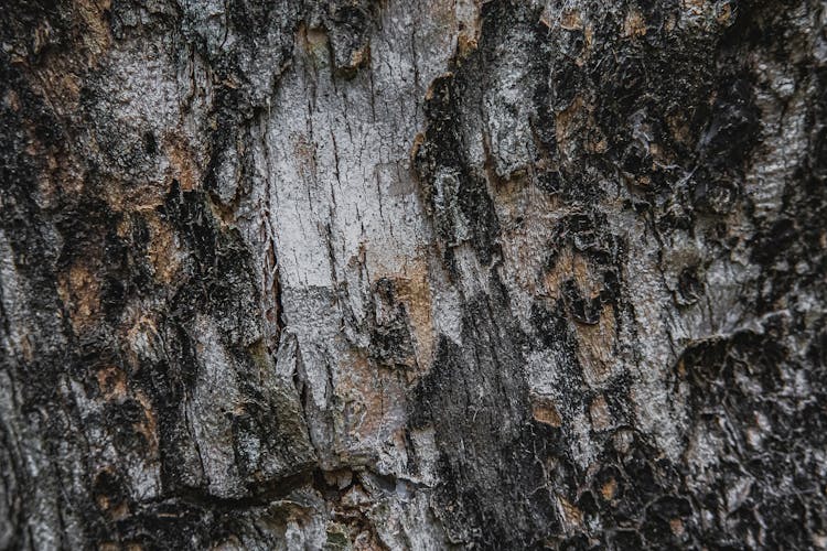 Backdrop Of Aged Tree Trunk With Dry Bark