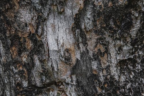 Free Textured background of old tree trunk with rough uneven damaged bark with dense structure in daytime Stock Photo