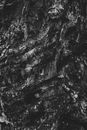 Black and white of textured backdrop representing aged tree trunk with irregular surface in daylight
