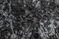 Backdrop of dry tree with rough bark