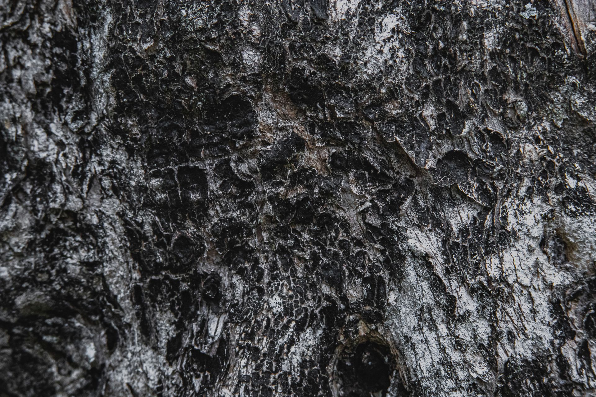 Close-up of tree bark showcasing intricate textures in black and white tones.