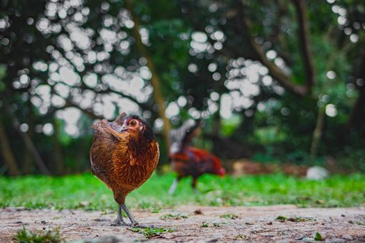 Domesticated tropical chicken with brown plumage strolling on rough terrain while looking at camera in farmyard on summer day