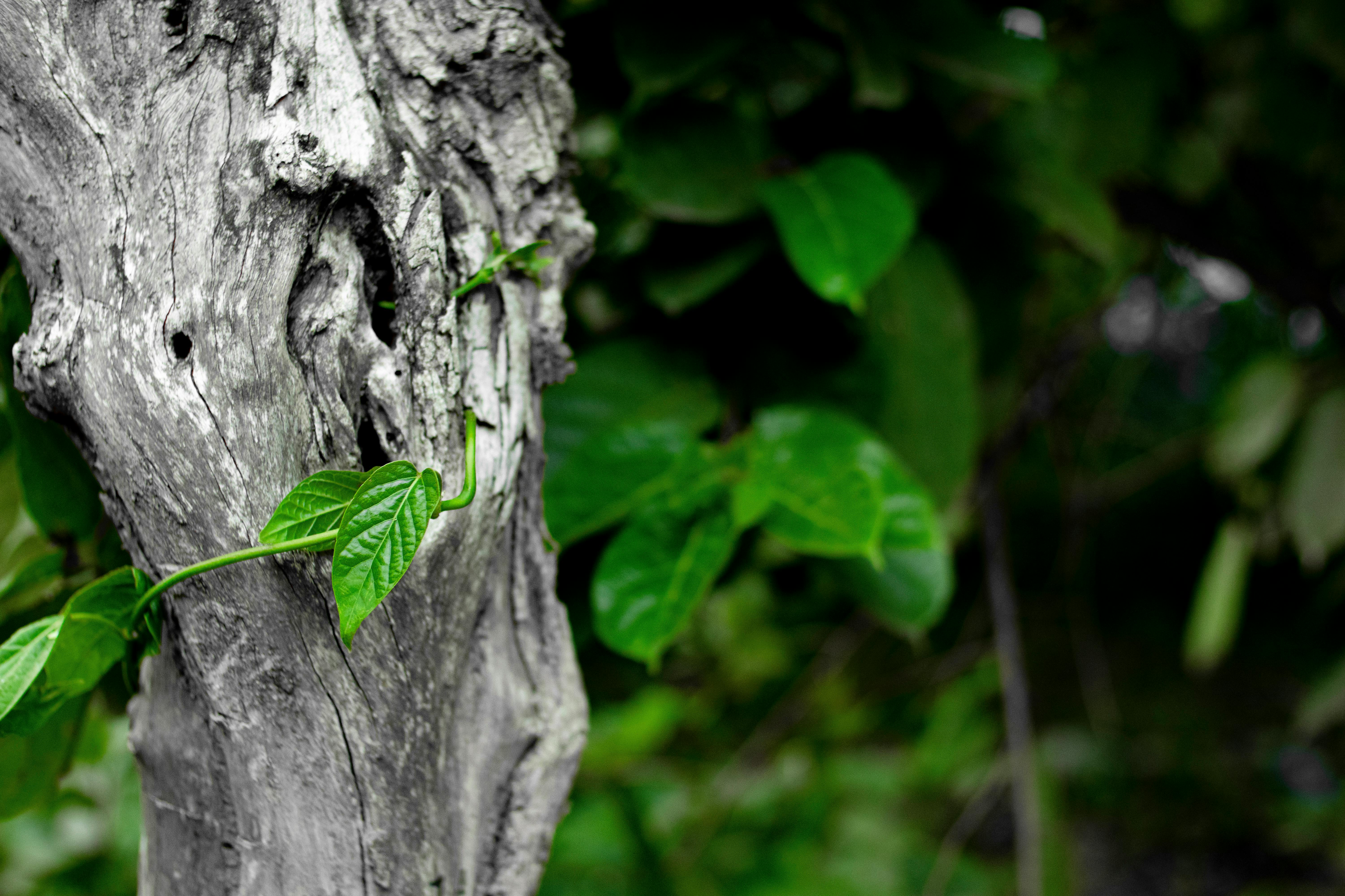 Fresh Dried Leaves On Tree Stock Photos - 134,474 Images