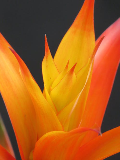 Gratis Bunga Kelopak Oranye Dan Kuning Foto Stok